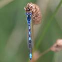 Coenagrion scitulum (Dainty Damselfly) male 2.JPG